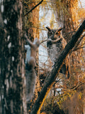 Canopy Hunt