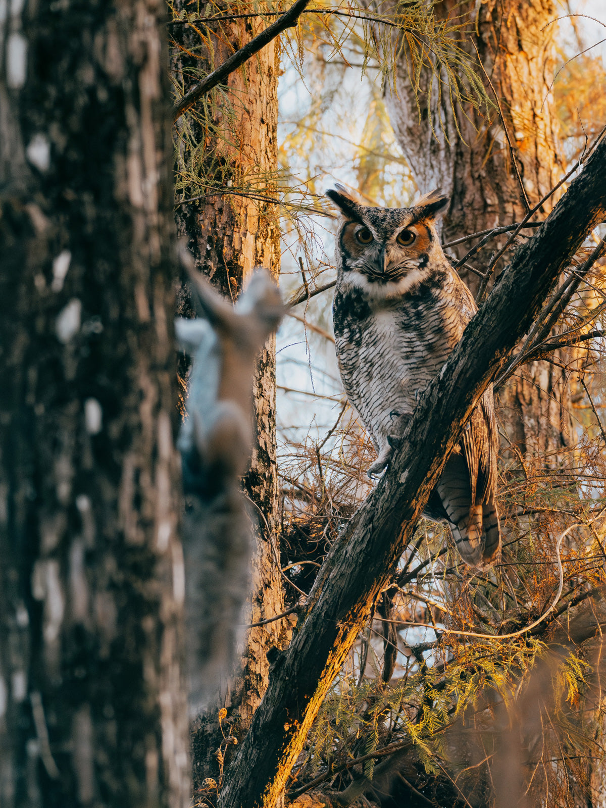 Canopy Hunt