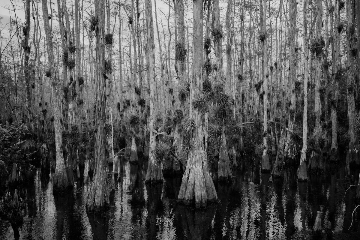Cypress Rhythm