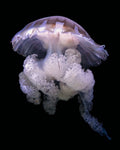 Deep Sea Bloom