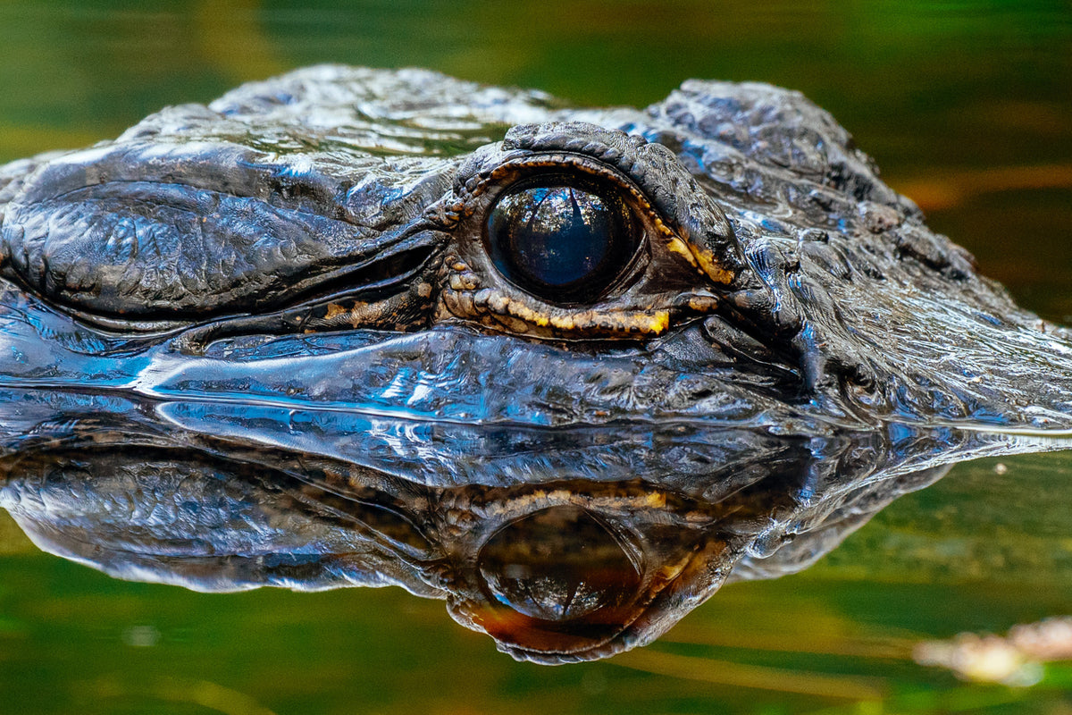 Eye of the Everglades