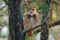 Flatwoods Sentinel