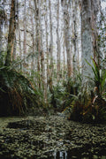 Swamp Sanctum