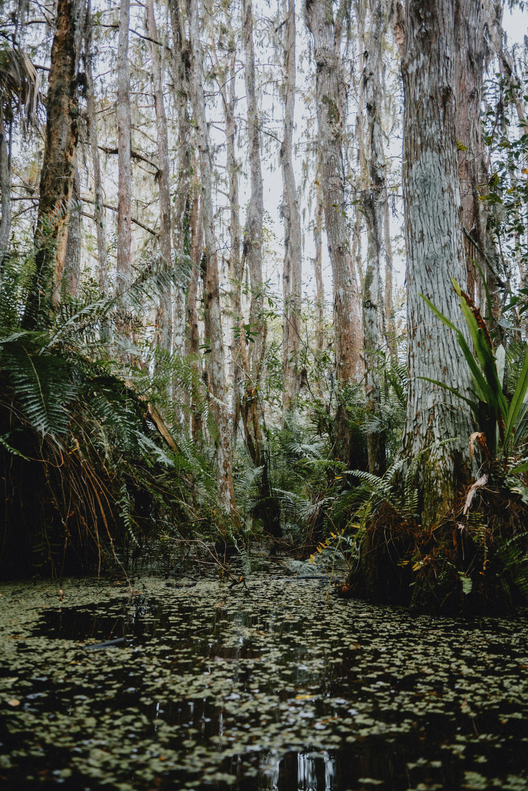 Swamp Sanctum