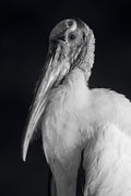 Wood Stork Portrait