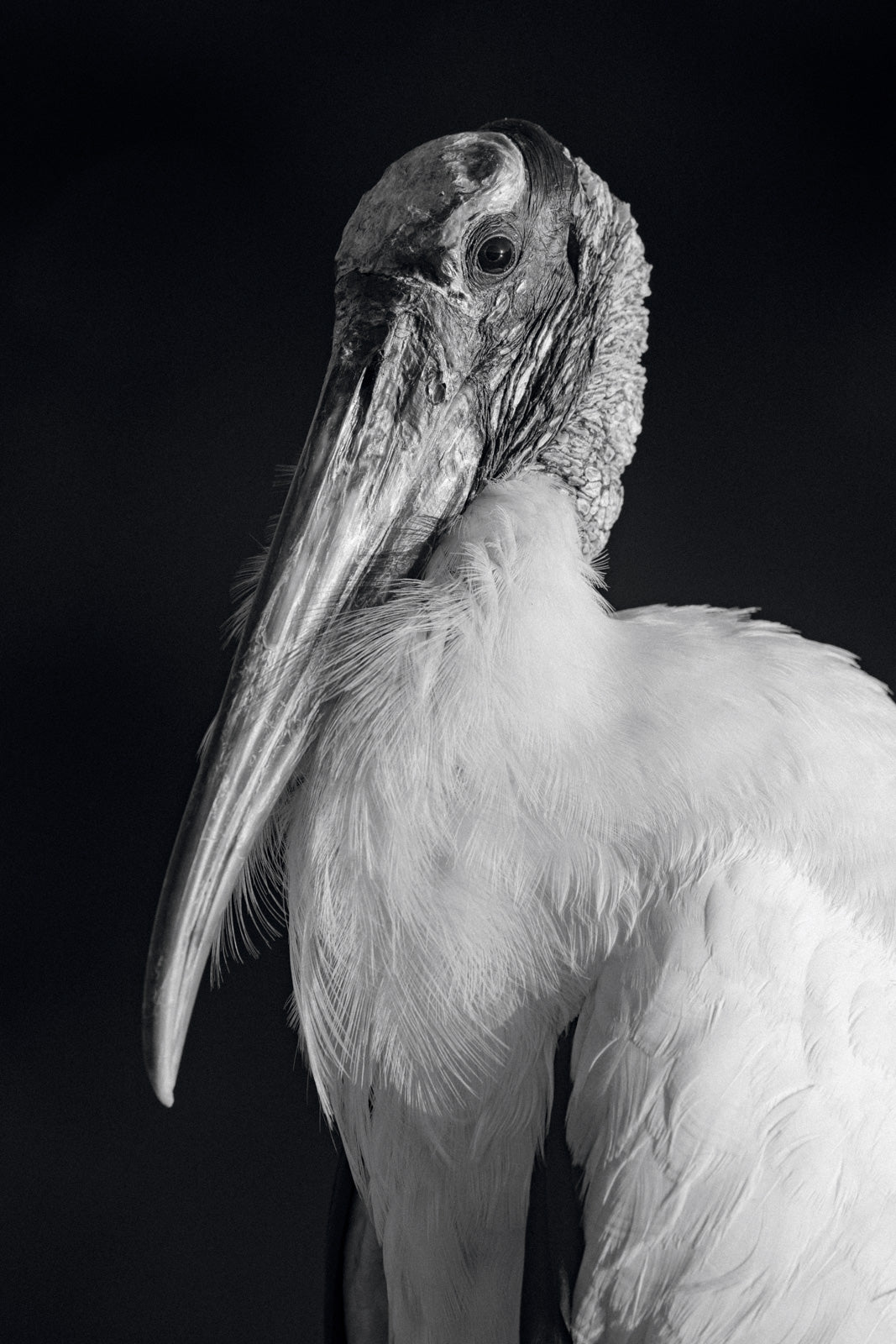 Wood Stork Portrait